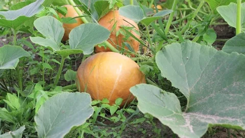 Ripe orange pumpkins on a melon field in green foliage. Stock Footage 203517076