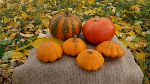 Ripe orange pumpkins on the table in the garden Stock Footage 164036471