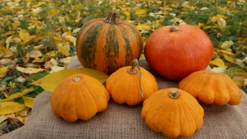 Ripe orange pumpkins on the table in the garden Video stock 164324482