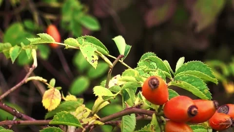 Ripe Orange Rose Hips Growing on Leafy Shrub Stock Footage 345655564