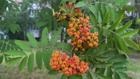 Ripe orange rowan berries in clusters on a branch with green leaves Stock Footage 341830203
