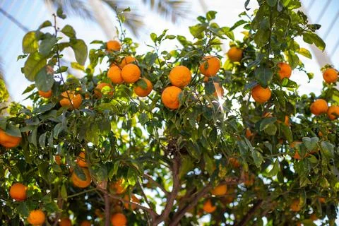 Ripe orange tangerines on the tree Stock-Fotos