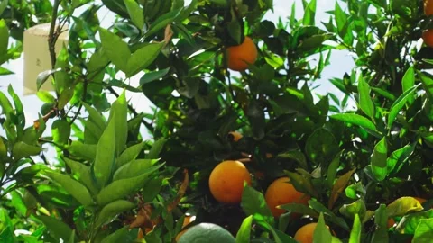 Ripe Orange Tree with Bunches Stock Footage 202093039