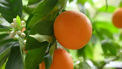 Ripe Orange Tree Close up in Greece Slow Movement. Tangerine Harvest Slow M.. Stock Footage 334888102