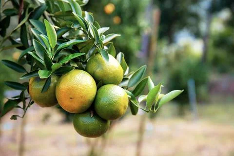 Ripe orange on tree. Stock Photos