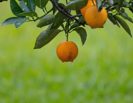 Ripe orange on the tree Stock Photos