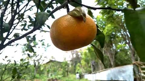 Ripe oranges that are on a tree HD Video stock 213570286
