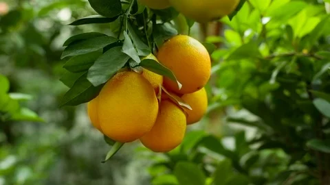 Ripe oranges on a branch Stock Footage 70001444
