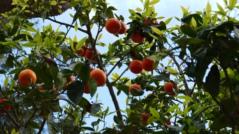 Ripe Oranges Clustered Among Glossy Green Leaves on Citrus Tree Stock Footage 344014149