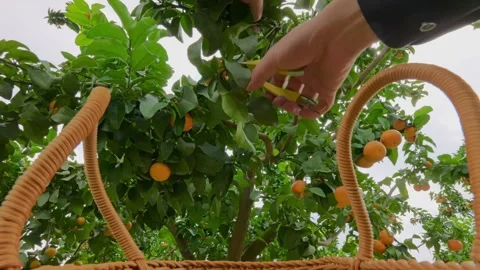 Ripe oranges cut off and fall into basket below Stock Footage 348621705