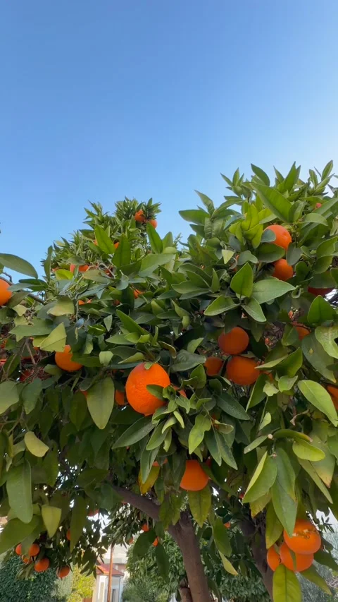 Ripe oranges on fruit tree in garden setting, oranges product footage for Video stock 329279366