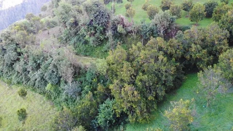 Ripe oranges in the Garden, Nepal drone Stock Footage 155277331