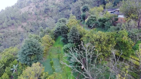Ripe oranges in the Garden, Nepal drone Stock Footage 155278024
