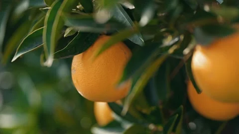 Ripe oranges growing on citrus tree in winter 스톡 동영상 256594437