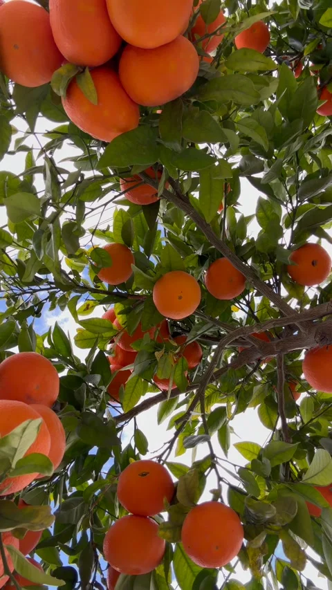 Ripe oranges growing on green tree in urban garden setting, presenting fresh Stock Footage 329277722
