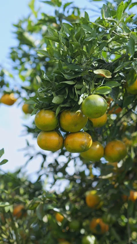 Ripe oranges growing on orange tree, Close-up Stock Footage 282706404