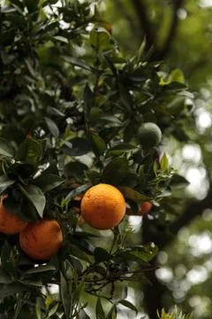 Ripe oranges hang from a tree Stock-Fotos