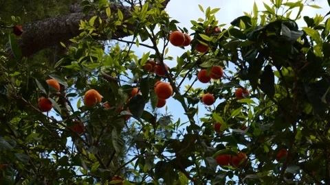 Ripe Oranges Hanging Among Dense Green Leaves on Sunlit Citrus Tree Stock Footage 344014656