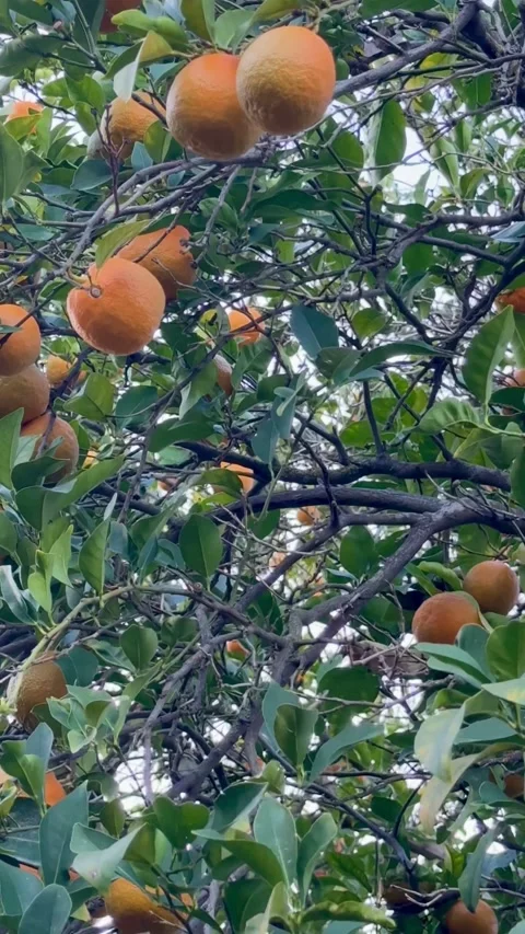 Ripe oranges hanging on branches of a citrus tree 스톡 동영상 331973704