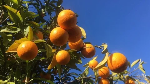 Ripe oranges hanging on branches Stock Footage 86993527