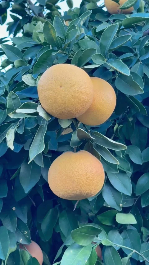 Ripe oranges hanging from branches of an orange tree Video stock 331982025