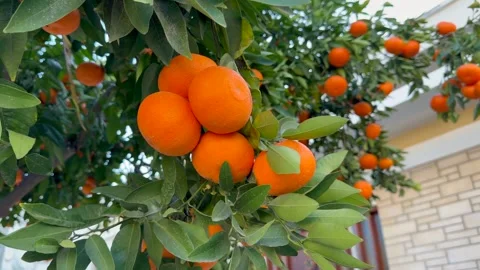 Ripe oranges hanging on citrus tree in garden setting. Oranges glow in natural Stock Footage 328352190