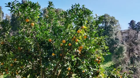 Ripe Oranges Hanging On Green Tree Vídeos de archivo 345340885