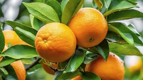 Ripe oranges hanging on the orange tree Stock Footage 280062328