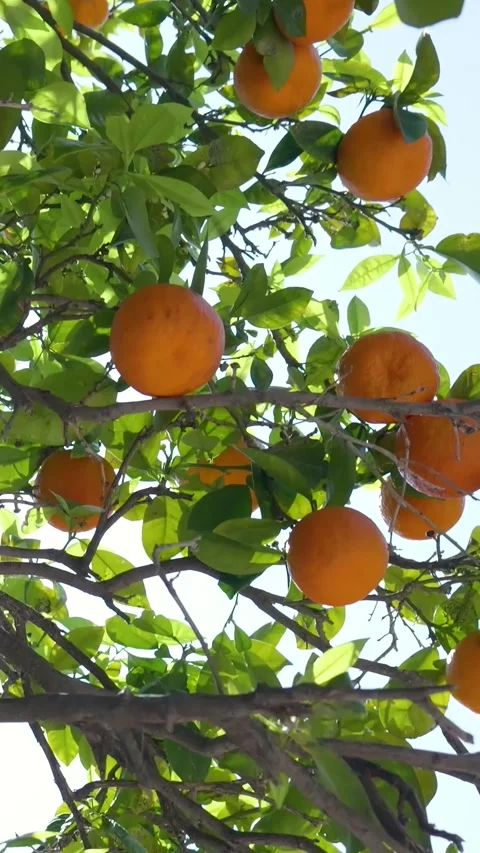 Ripe oranges hanging on tree branch Stock Footage 327115205