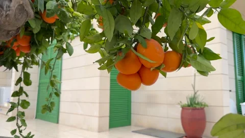 Ripe oranges hanging on tree branches near house facade in warm daylight Video stock 328352121
