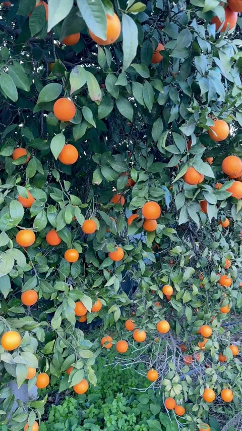 Ripe oranges hanging on tree branches in sunny garden Video stock 331981187