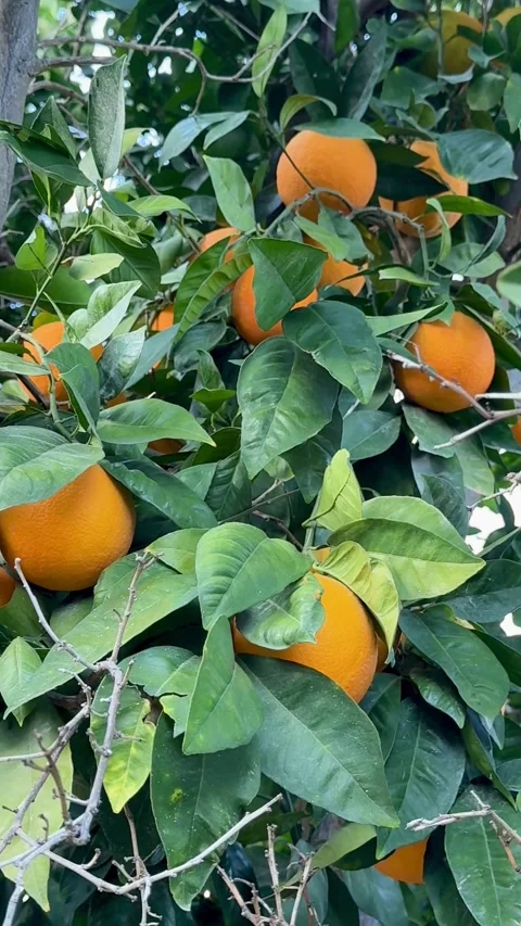Ripe oranges hanging on tree branches with green leaves Stock Footage 334592931