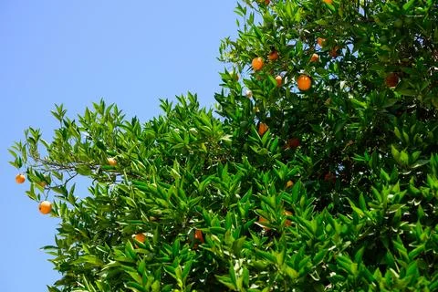Ripe oranges hanging on tree branches, citrus fruit garden under blue sky Фото