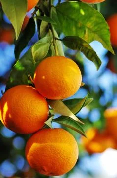 Ripe oranges hanging on tree Stock Photos
