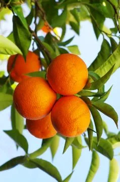 Ripe oranges hanging on tree Stock Photos
