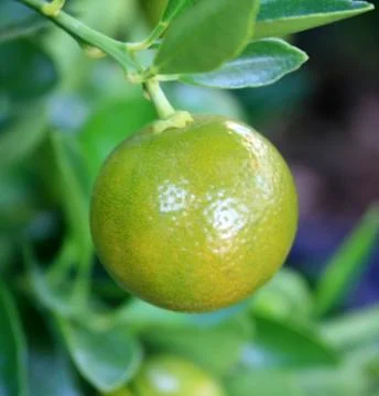 Ripe oranges hanging on a tree Stock Photos
