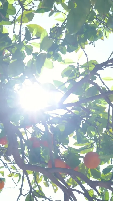 Ripe oranges hanging on a tree with sun flare Stock Footage 327115206
