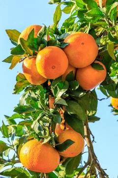 Ripe oranges on the orange tree. Stock Photos