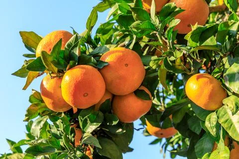 Ripe oranges on the orange tree. Stock Photos