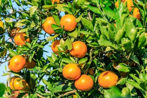Ripe oranges on the orange tree. Stock Photos