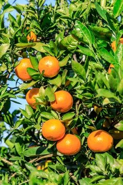 Ripe oranges on the orange tree. Stock Photos