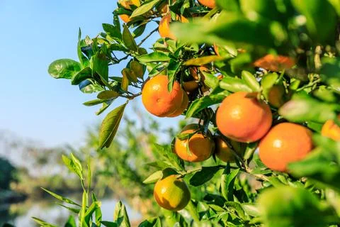 Ripe oranges on the orange tree. Stock Photos