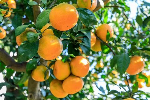 Ripe oranges on the orange tree. Stock Photos