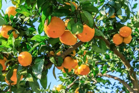 Ripe oranges on the orange tree. Stock Photos