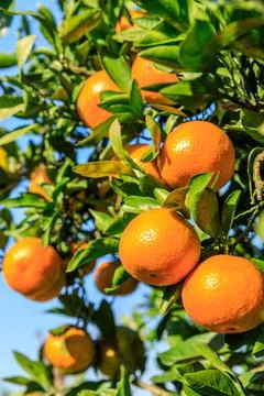 Ripe oranges on the orange tree. Stock Photos