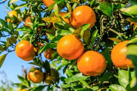 Ripe oranges on the orange tree. Stock Photos