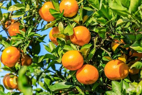 Ripe oranges on the orange tree. Stock Photos