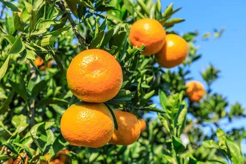 Ripe oranges on the orange tree. Stock Photos