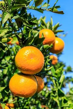 Ripe oranges on the orange tree. Stock Photos