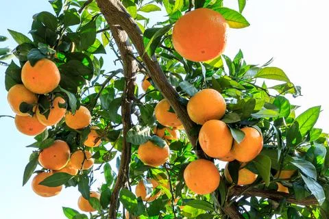 Ripe oranges on the orange tree. Stock Photos